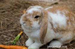 How Old Do Rabbits Stop Growing? A Quick Breed‑by‑Breed Guide