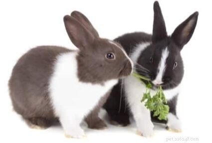 Understanding Rabbit Aggression: Why Rabbits Fight