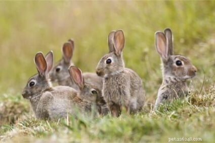 Hares vs. Rabbits: Key Differences Explained
