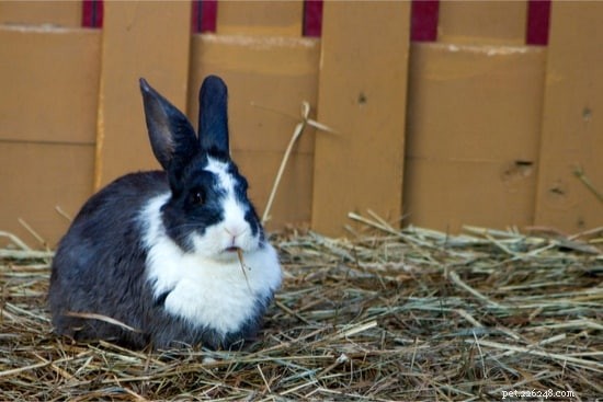 Why Rabbits Carry Hay: Unveiling Their Nesting and Comfort Instincts