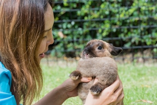 Understanding Why Your Rabbit Resists Being Held: Tips for Building Trust