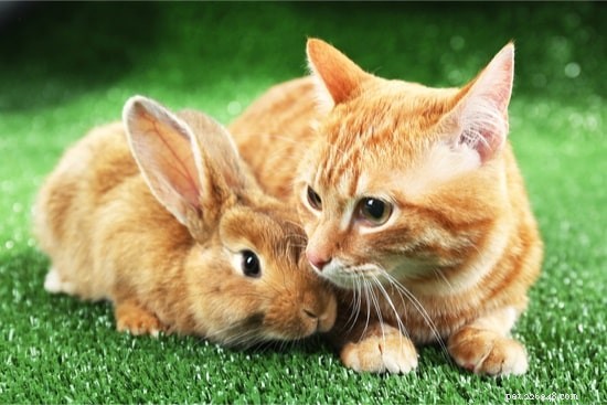 How to Successfully House Cats and Rabbits Together