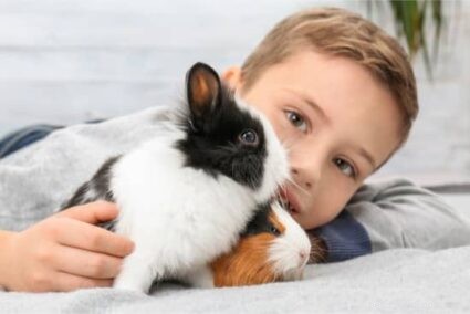 Rabbits vs. Guinea Pigs: Choosing the Ideal Small Pet for Your Family