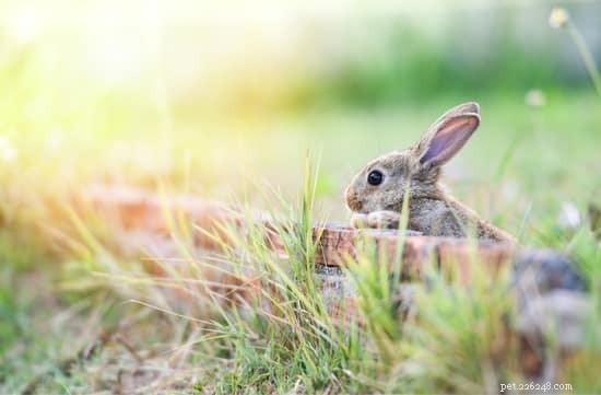 Do Rabbits Naturally Climb Trees, Fences, Walls, and Stairs? Expert Insights
