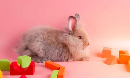 Why Won t My Rabbit Play? Common Causes & Solutions