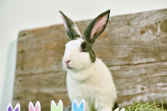 Why Won t My Rabbit Play? Common Causes & Solutions