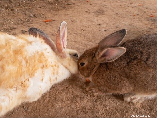The Meaning Behind Rabbits Touching Noses: A Guide to Their Social Signals