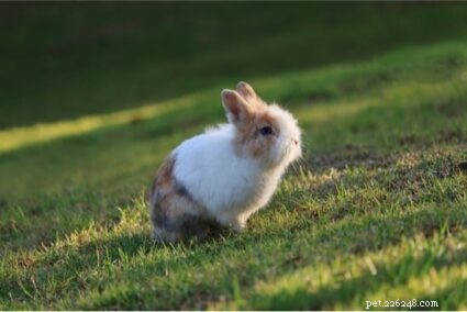 15 Dwarf Rabbit Breeds That Stay Small & Perfect for Pet Homes