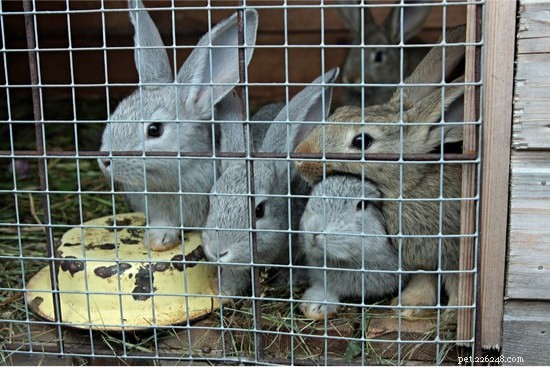 Is Your Rabbit Refusing to Stay in Its Hutch? Common Causes & Quick Fixes