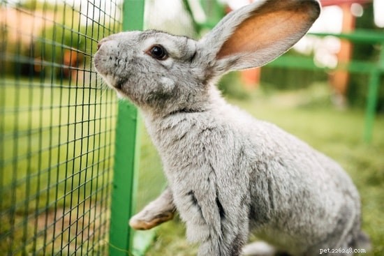 Is Your Rabbit Refusing to Stay in Its Hutch? Common Causes & Quick Fixes
