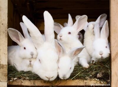 The Quiet Language of Rabbits: How They Communicate with Each Other and Their Owners