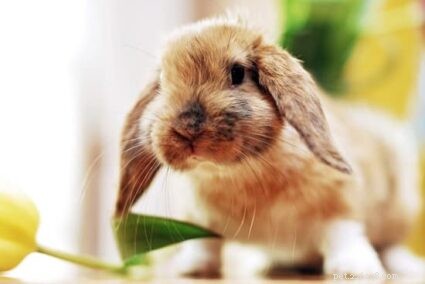The Quiet Language of Rabbits: How They Communicate with Each Other and Their Owners