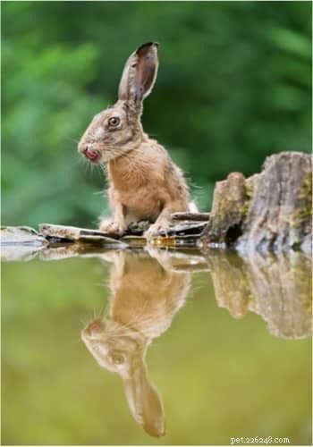 Can Pet Rabbits Swim? Understanding Their Love for Water