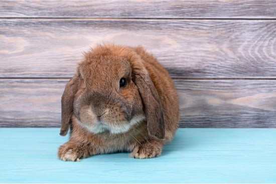 Do Rabbits Possess Sweat Glands? A Scientific Overview
