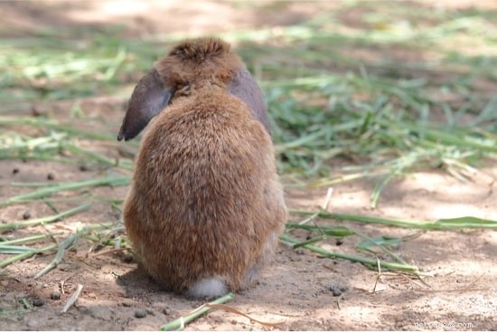 Finding a Lost Rabbit: How to Guide Them Back Home