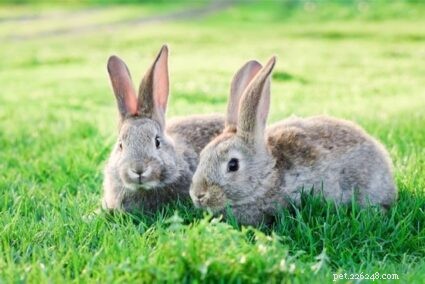 Identifying Wild vs. Domestic Rabbits: Key Physical Differences Explained