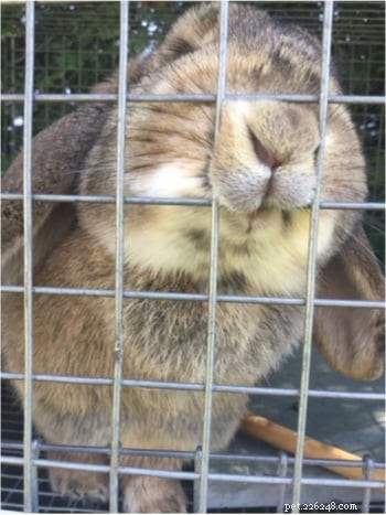 Rabbits vs Materials: Which Surfaces They Can Chew Through