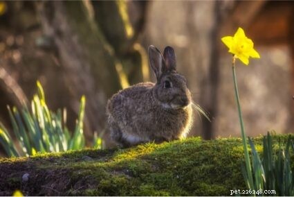 Identifying Wild vs. Domestic Rabbits: Key Physical Differences Explained