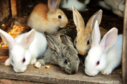 Preventing Kit Predation: How to Stop a Rabbit from Eating Her Babies