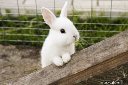 Keeping a Single Rabbit: Is It Safe and Healthy?