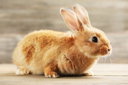 Keeping a Single Rabbit: Is It Safe and Healthy?