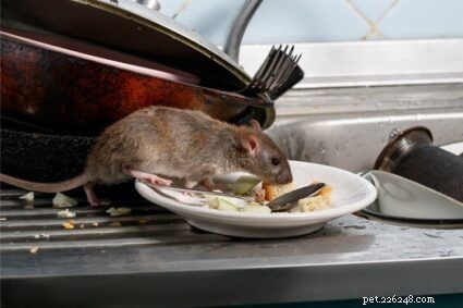 Rabbits vs. Rodents: Understanding Their Distinct Evolutionary Lineage