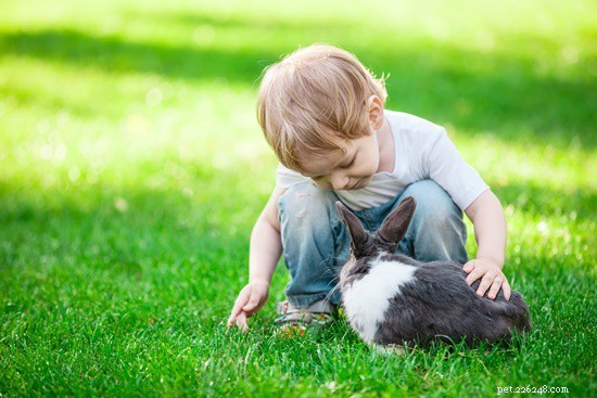 Do Rabbits Need Constant Attention? Debunking Myths About Their Care