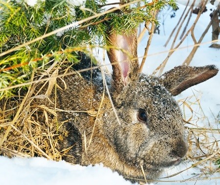 Winter Habits of Wild Rabbits: How They Survive the Cold