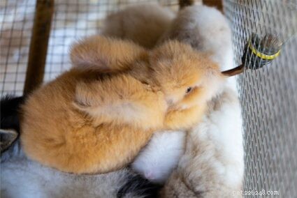 Is Cow Milk Safe for Baby Rabbits? A Professional Guide