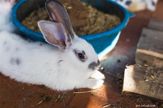 Do Rabbits Vomit? Understanding Why Bunnies Cannot Throw Up