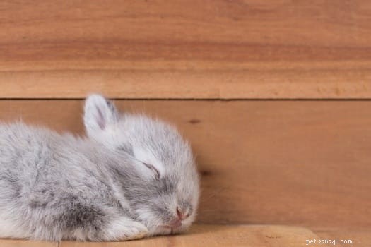Do Rabbits Blink? Understanding Their Eye Care and Blink Frequency