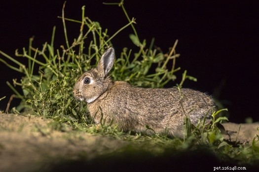 Night Vision in Rabbits: How Well Do They See in the Dark?
