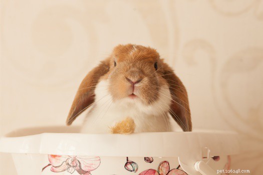 When Can Rabbits Reproduce? Understanding Breeding Age by Breed Size