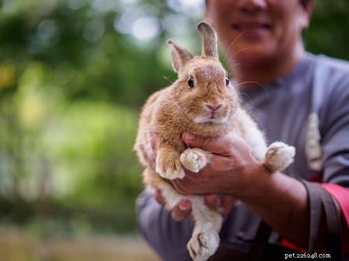 Rabbits  Olfactory Power: Smell Sensitivity 20x Greater Than Humans
