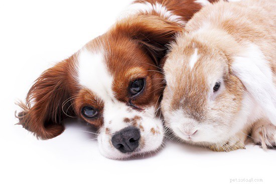 Rabbits  Olfactory Power: Smell Sensitivity 20x Greater Than Humans