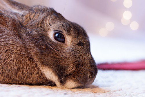 Why Does My Rabbit Chin Everything? Understanding This Natural Behavior
