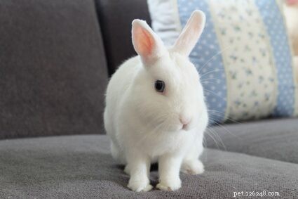 How Big Do Dwarf Rabbits Get? Size Guide & Comparison Chart