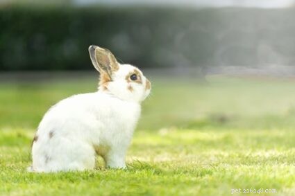How Big Do Dwarf Rabbits Get? Size Guide & Comparison Chart