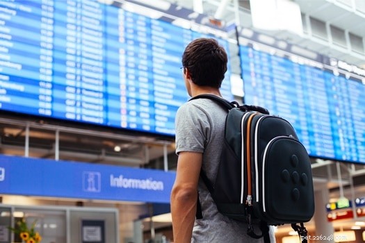 Flying with Your Rabbit: 5 Airlines That Let Pets Travel In-Flight