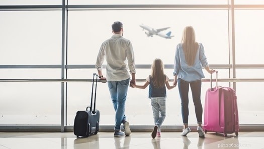 Flying with Your Rabbit: 5 Airlines That Let Pets Travel In-Flight