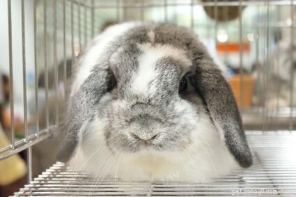 How Long Can a Rabbit Be Left Alone? Tips for Safe Care