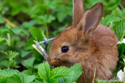 17 Rabbit‑Proof Garden Plants: Shrubs, Flowers & Herbs That Keep Rabbits Away