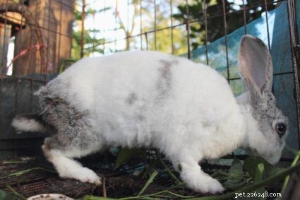How Long Do Pet Rabbits Live? Expert Guide to Rabbit Lifespan