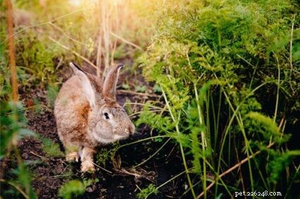 17 Rabbit‑Proof Garden Plants: Shrubs, Flowers & Herbs That Keep Rabbits Away