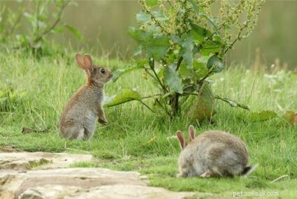 How Long Do Pet Rabbits Live? Expert Guide to Rabbit Lifespan