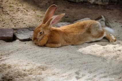 100 Charming Male Rabbit Names with Meanings: Pick the Perfect Name for Your Buck