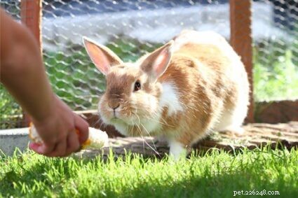 100 Creative Names for Female Rabbits: Cute, Funny, & Clever Picks