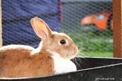 100 Creative Names for Female Rabbits: Cute, Funny, & Clever Picks