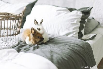 Using Blankets & Towels in Your Rabbit s Hutch: Safety Tips & Best Practices
