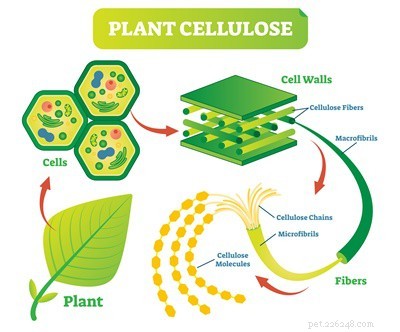 How Rabbits Digest Cellulose: The Role of Cecal Microbes